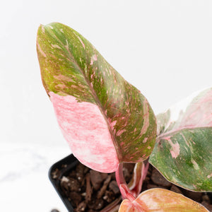 Philodendron 'Scarlet Princess' ('Red Anderson' Mutation) Variegated (wk27-A)