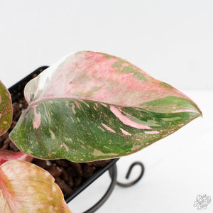 Philodendron 'Scarlet Princess' ('Red Anderson' Mutation) Variegated (wk27-A)