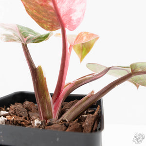 Philodendron 'Scarlet Princess' ('Red Anderson' Mutation) Variegated (wk27-A)