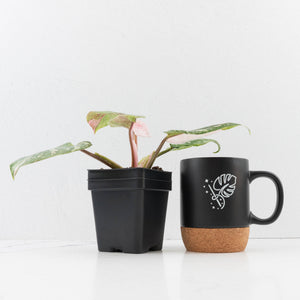 Philodendron 'Scarlet Princess' ('Red Anderson' Mutation) Variegated (wk34-L82)