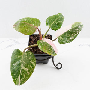 Philodendron 'Scarlet Princess' ('Red Anderson' Mutation) Variegated (wk34-L82)