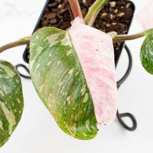 Philodendron 'Scarlet Princess' ('Red Anderson' Mutation) Variegated (wk34-L82)
