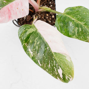 Philodendron 'Scarlet Princess' ('Red Anderson' Mutation) Variegated (wk34-L82)