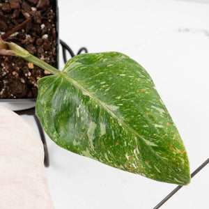 Philodendron 'Scarlet Princess' ('Red Anderson' Mutation) Variegated (wk34-L82)