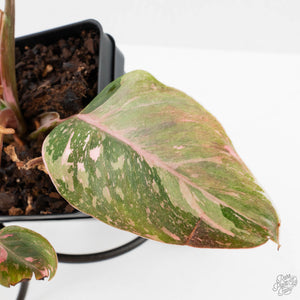 Philodendron 'Scarlet Princess' ('Red Anderson' Mutation) Variegated (wk40-L15)