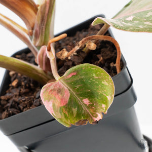 Philodendron 'Scarlet Princess' ('Red Anderson' Mutation) Variegated (wk40-L15)