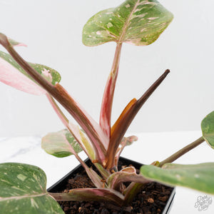 Philodendron 'Scarlet Princess' ('Red Anderson' Mutation) Variegated (wk40-L15)