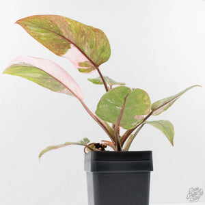 Philodendron 'Scarlet Princess' ('Red Anderson' Mutation) Variegated (wk40-L15)
