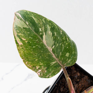 Philodendron 'Scarlet Princess' ('Red Anderson' Mutation) Variegated (wk40-L15)