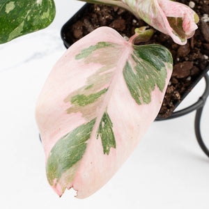 Philodendron 'Scarlet Princess' ('Red Anderson' Mutation) Variegated (wk35-L198)