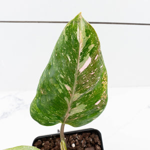Philodendron 'Scarlet Princess' ('Red Anderson' Mutation) Variegated (wk35-L198)