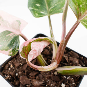 Philodendron 'Scarlet Princess' ('Red Anderson' Mutation) Variegated (wk35-L198)