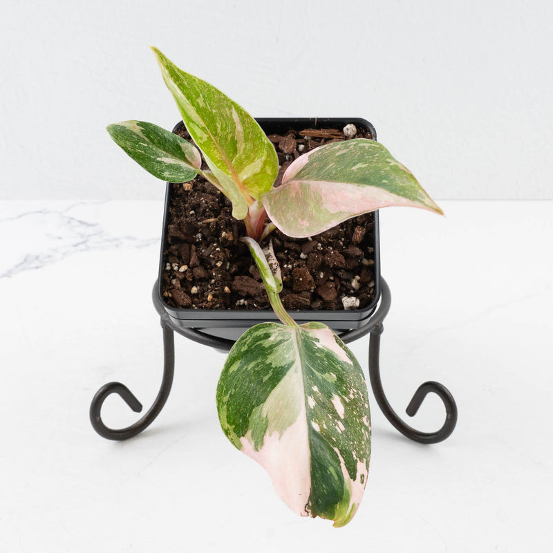 Philodendron 'Scarlet Princess' ('Red Anderson' Mutation) Variegated (wk36-L243)