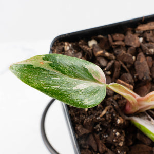 Philodendron 'Scarlet Princess' ('Red Anderson' Mutation) Variegated (wk36-L243)