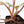 Philodendron 'Scarlet Princess' ('Red Anderson' Mutation) Variegated (wk34-L53)