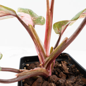 Philodendron 'Scarlet Princess' ('Red Anderson' Mutation) Variegated (wk34-L53)