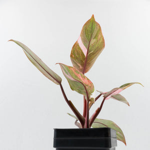 Philodendron 'Scarlet Princess' ('Red Anderson' Mutation) Variegated (wk34-L53)