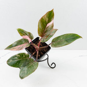 Philodendron 'Scarlet Princess' ('Red Anderson' Mutation) Variegated (wk34-L53)