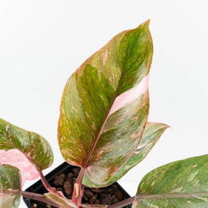 Philodendron 'Scarlet Princess' ('Red Anderson' Mutation) Variegated (wk34-L53)