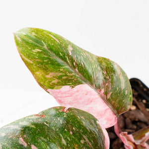 Philodendron 'Scarlet Princess' ('Red Anderson' Mutation) Variegated (wk34-L53)