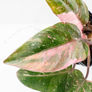 Philodendron 'Scarlet Princess' ('Red Anderson' Mutation) Variegated (wk34-L53)