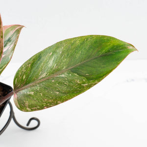 Philodendron 'Scarlet Princess' ('Red Anderson' Mutation) Variegated (wk34-L53)