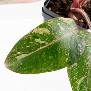 Philodendron 'Scarlet Princess' ('Red Anderson' Mutation) Variegated (wk34-L53)