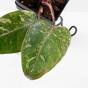 Philodendron 'Scarlet Princess' ('Red Anderson' Mutation) Variegated (wk34-L53)