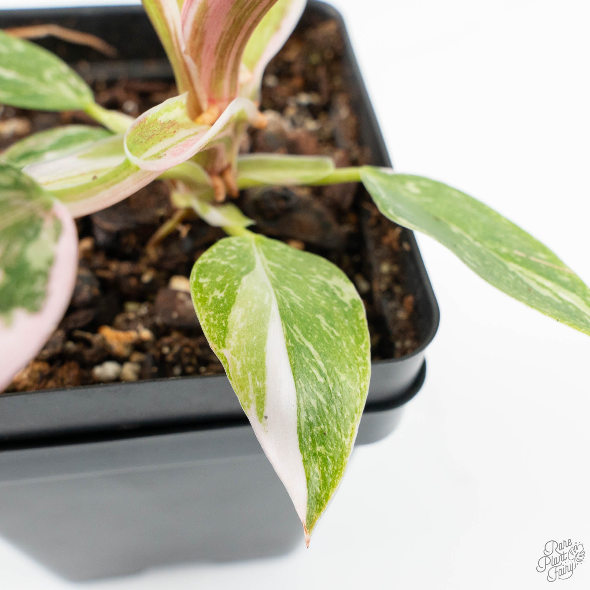 philodendron red anderson variegated for sale Philodendron 'Scarlet Princess' ('Red Anderson' Mutation) Variegated (wk18-O)