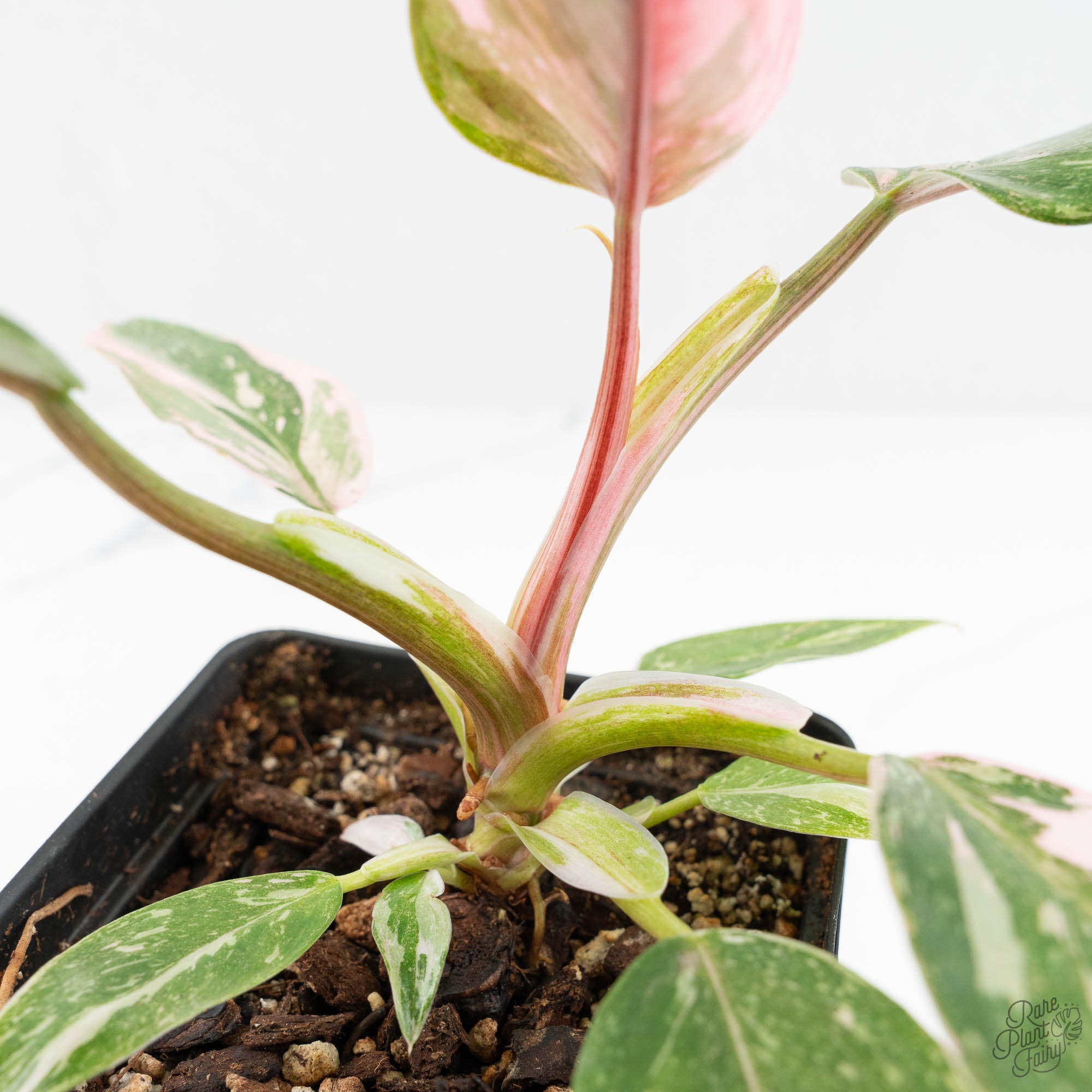 philodendron red anderson for sale Philodendron 'Scarlet Princess' ('Red Anderson' Mutation) Variegated (wk18-O)