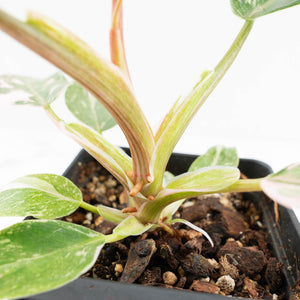 Philodendron 'Scarlet Princess' ('Red Anderson' Mutation) Variegated (wk18-O)
