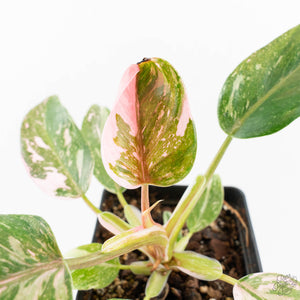 red anderson philodendron for sale Philodendron 'Scarlet Princess' ('Red Anderson' Mutation) Variegated ( – Rare Plant Fairy