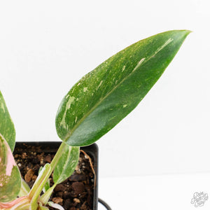 Philodendron 'Scarlet Princess' ('Red Anderson' Mutation) Variegated (wk18-O)