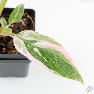 Philodendron 'Scarlet Princess' ('Red Anderson' Mutation) Variegated (wk18-O)