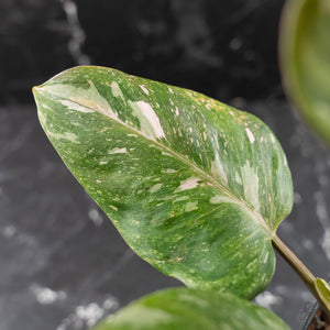 Philodendron 'Scarlet Princess' ('Red Anderson' Mutation) Variegated (wk42-L198)