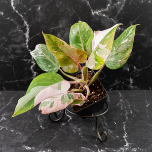 Philodendron 'Scarlet Princess' ('Red Anderson' Mutation) Variegated (wk42-L198)