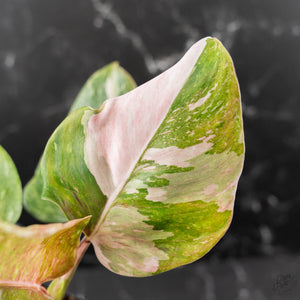 Philodendron 'Scarlet Princess' ('Red Anderson' Mutation) Variegated (wk42-L198)