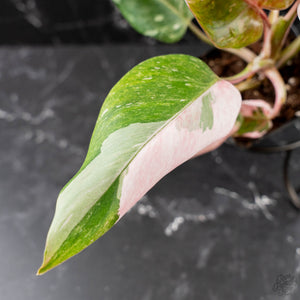 Philodendron 'Scarlet Princess' ('Red Anderson' Mutation) Variegated (wk42-L198)