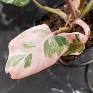 Philodendron 'Scarlet Princess' ('Red Anderson' Mutation) Variegated (wk42-L198)