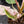 Philodendron 'Scarlet Princess' ('Red Anderson' Mutation) Variegated (wk42-L198)