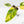Philodendron Erubescens 'White Princess Aurea' (wk17-I)