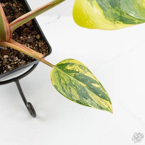 Philodendron Erubescens 'White Princess Aurea' (wk17-I)