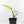 Philodendron Erubescens 'White Princess Aurea' (wk17-I)
