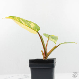 Philodendron Erubescens 'White Princess Aurea' (wk17-I)