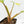 Philodendron Erubescens 'White Princess Aurea' (wk17-I)