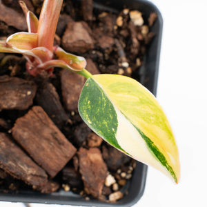 Philodendron Erubescens 'White Princess Aurea' (wk30-Y)