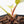 Philodendron Erubescens 'White Princess Aurea' (wk30-Y)