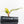 Philodendron Erubescens 'White Princess Aurea' (wk30-Y)