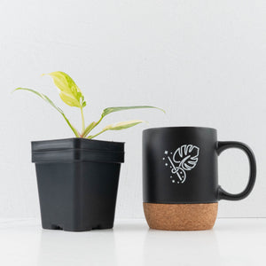 Philodendron Erubescens 'White Princess Aurea' (wk36-L244)