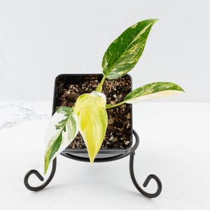 Philodendron Erubescens 'White Princess Aurea' (wk36-L244)